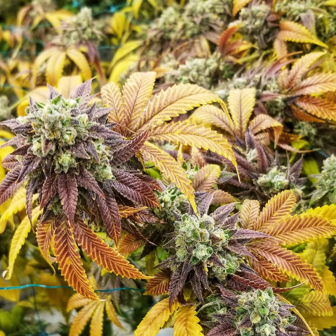 Purple Alien in Late Flower