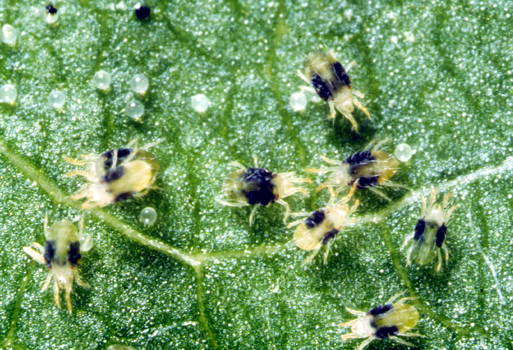 Adult Spider Mites and Eggs