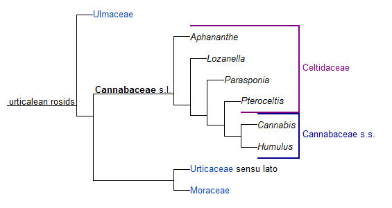 Cannabaceae Family