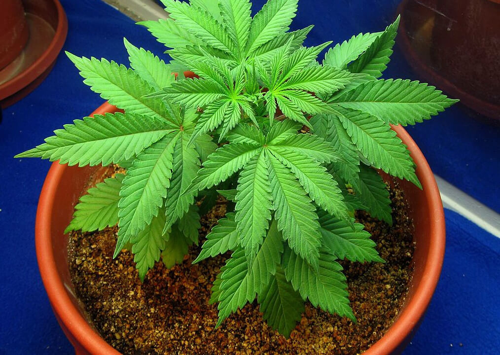 Cannabis in Coco
