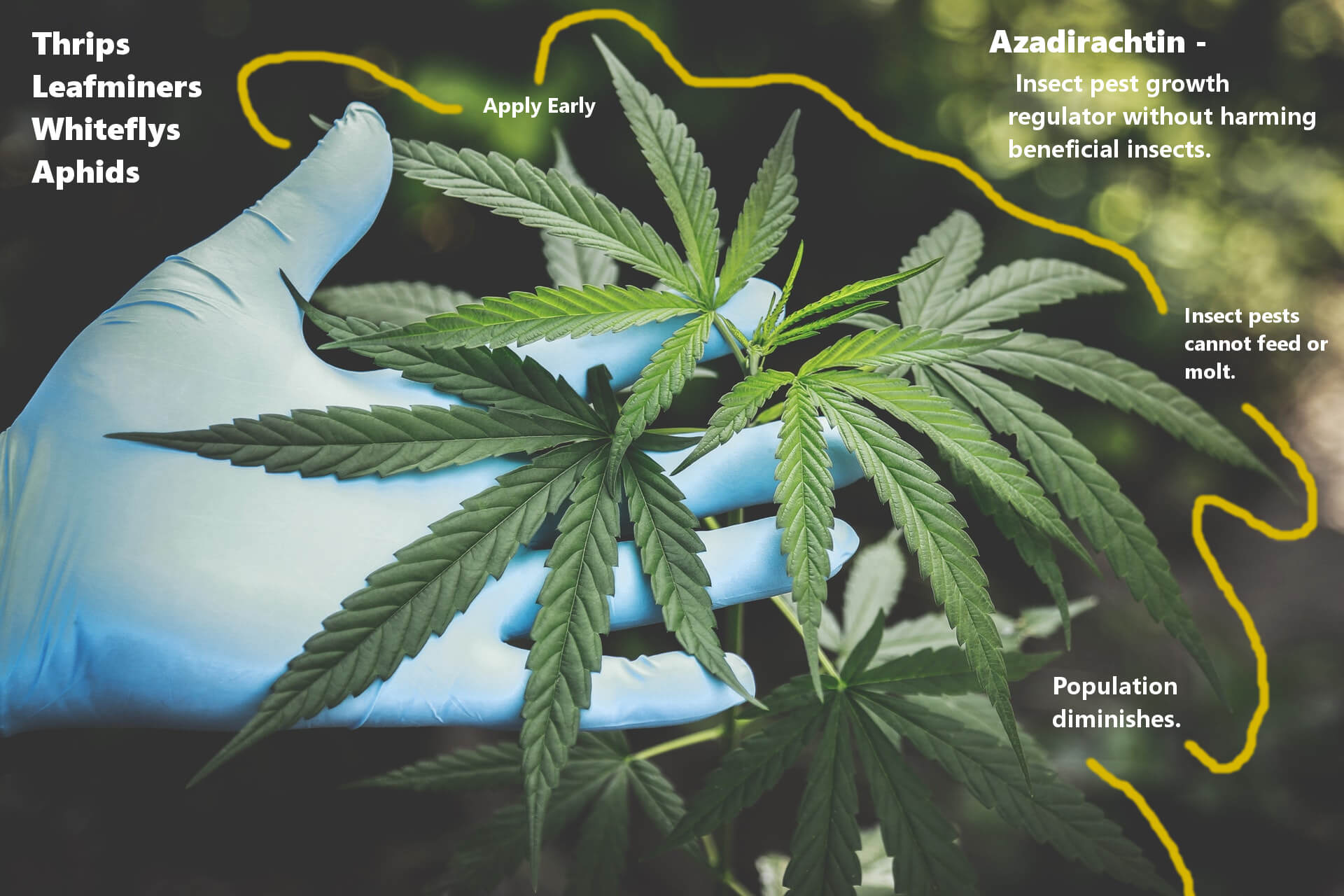 Cannabis and Neem Graphic