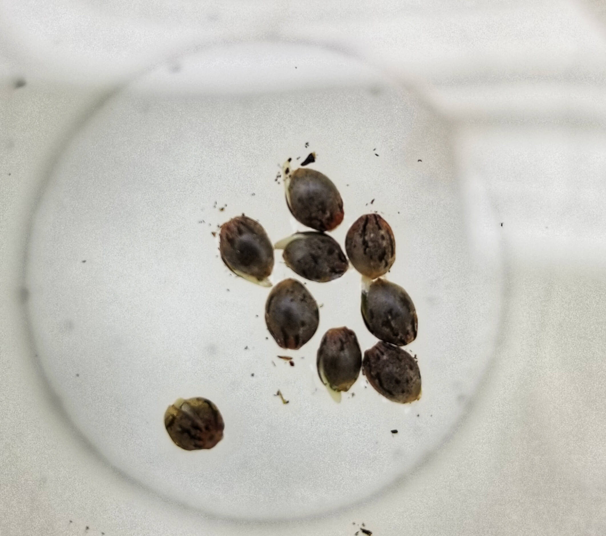 Cannabis Seeds Floating In Water