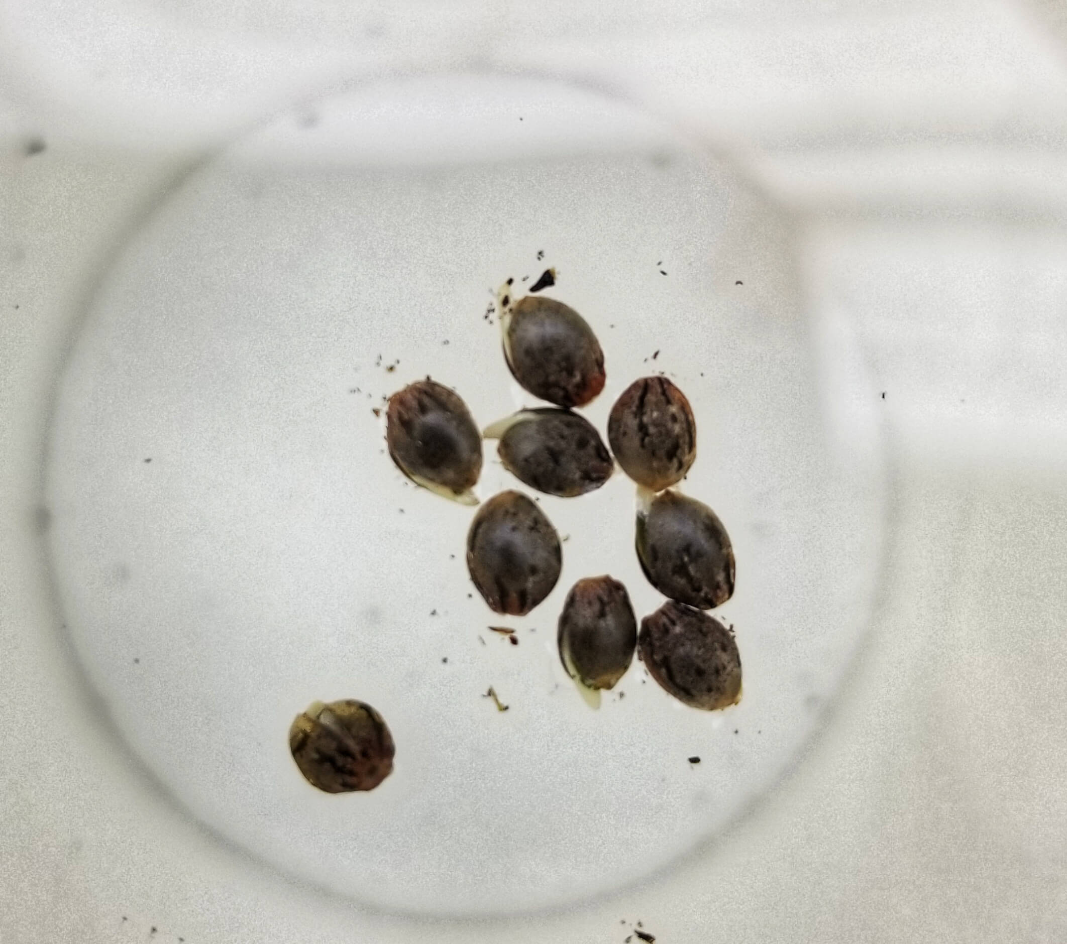 Autoflower Cannabis Seeds