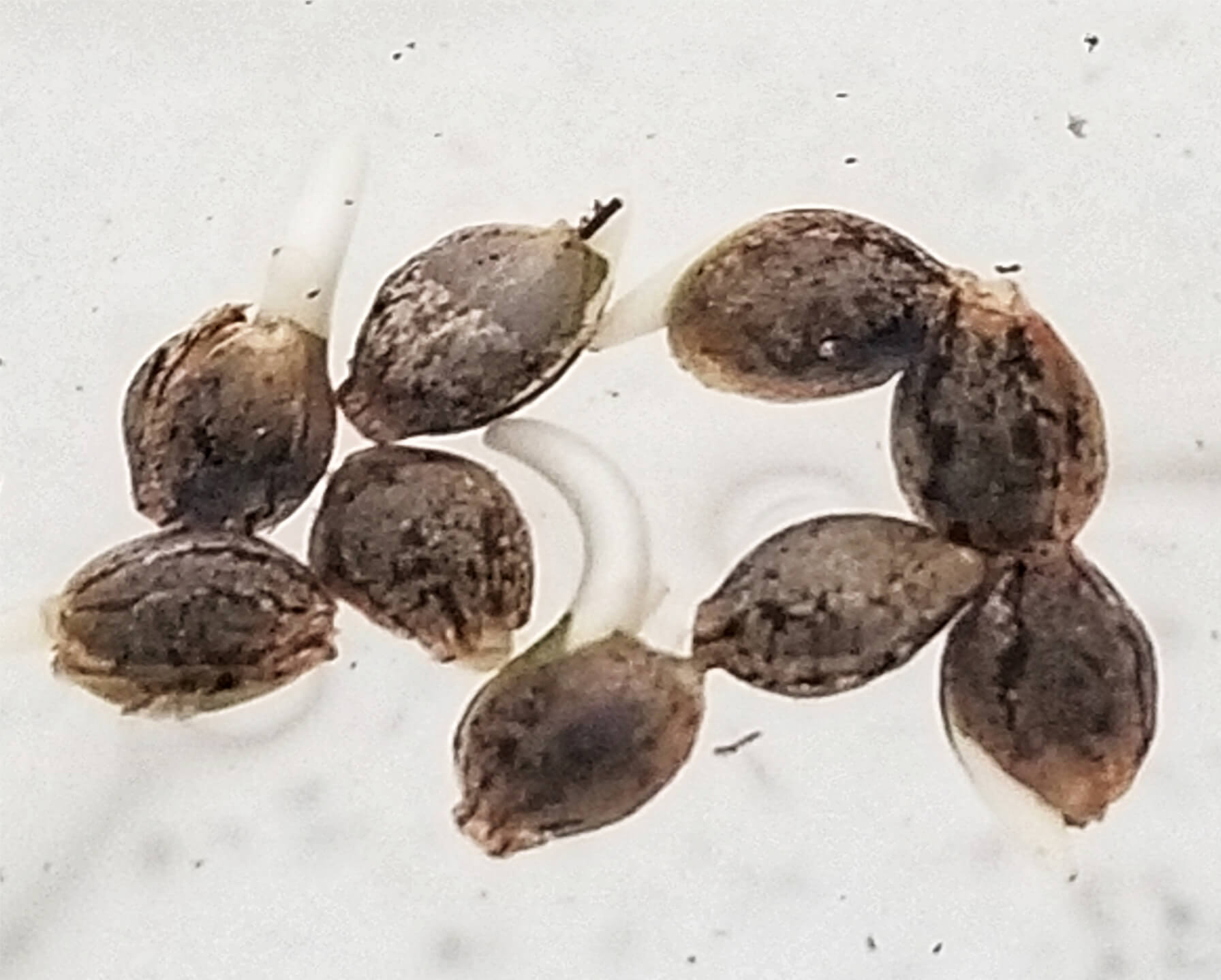 Cannabis Seeds Taproots Exposed