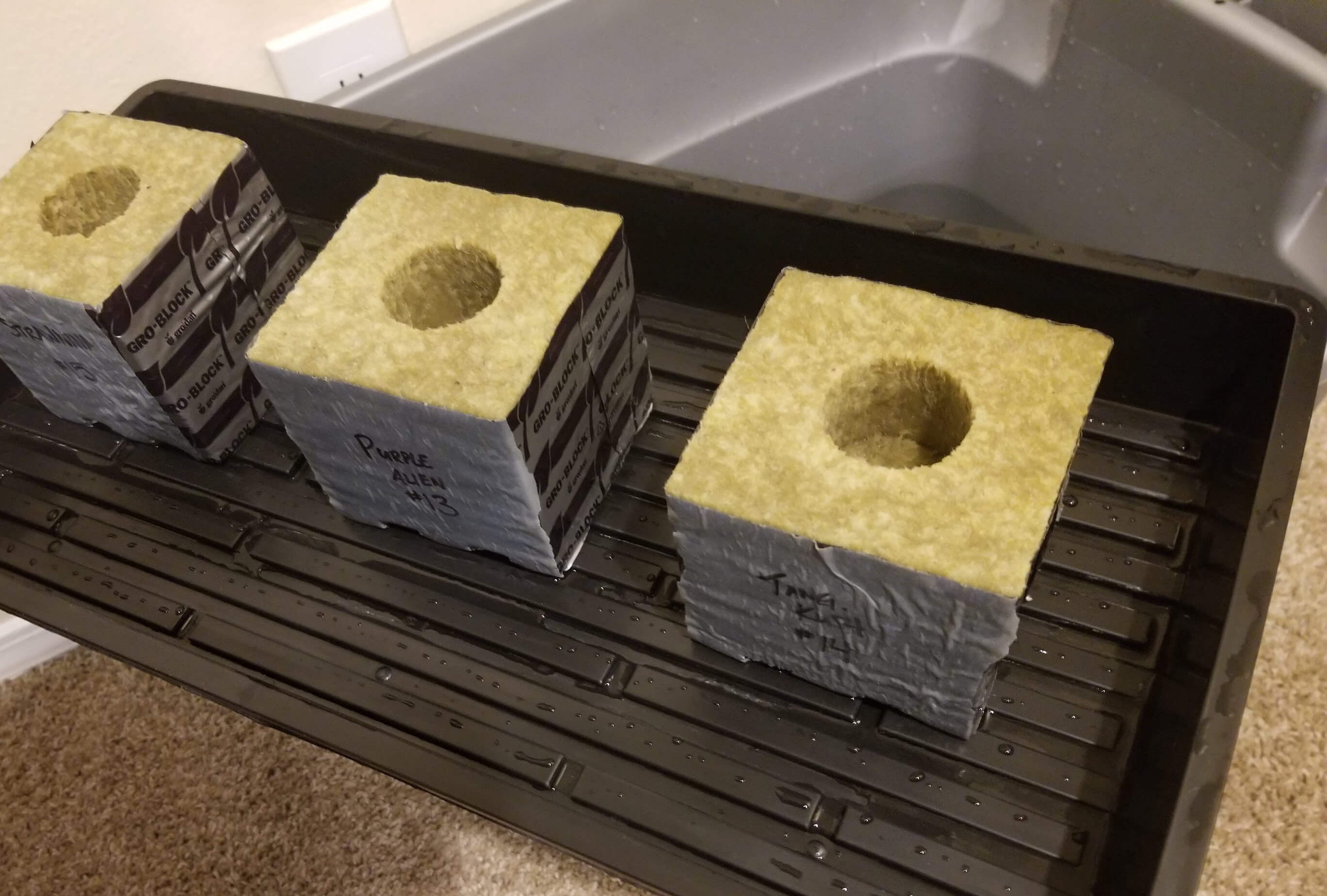 Dry Rockwool Cubes