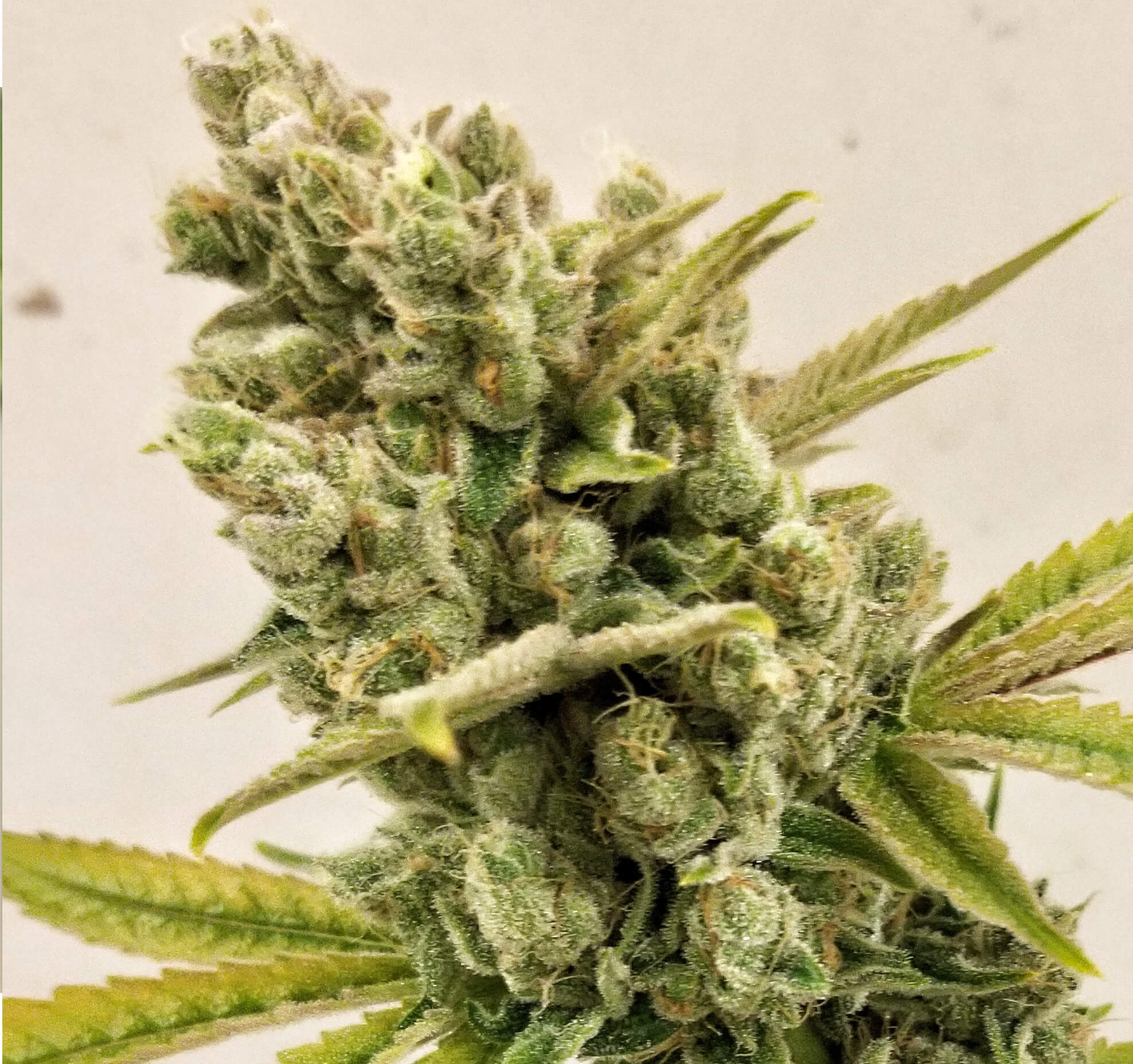 Cannabis Female Mature Flowers