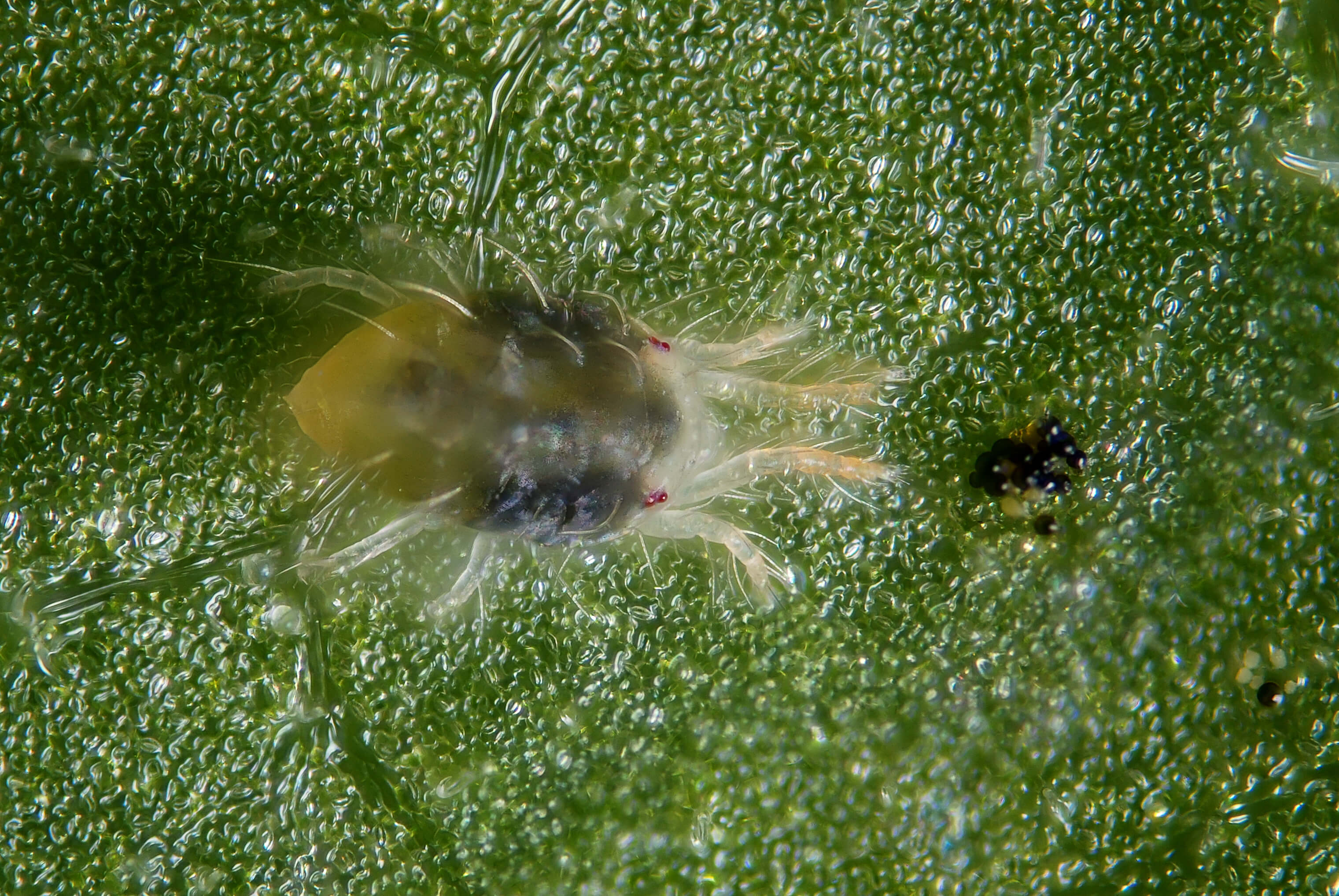 Female Spider Mite and Feces