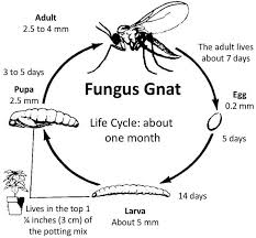 Fungus gnat life cycle