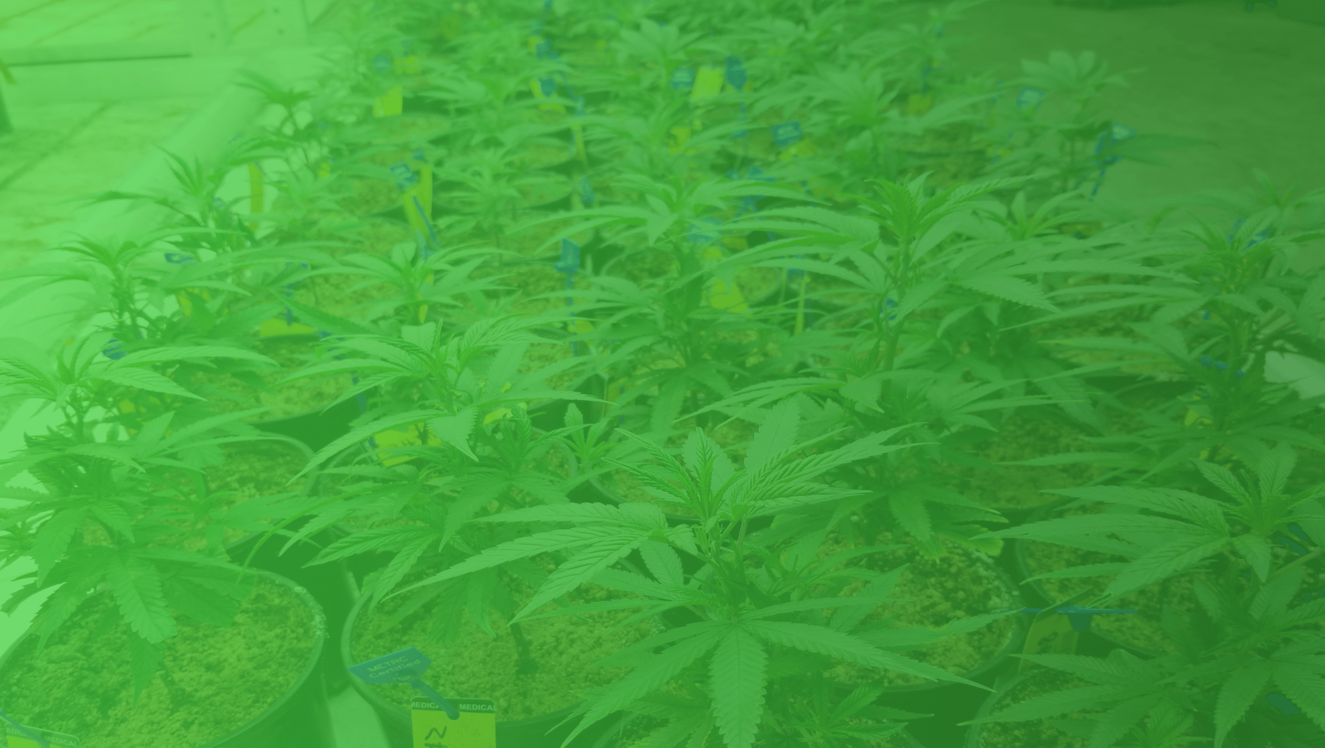 Young Cannabis Plants