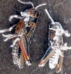 Grasshoppers killed by b. bassiana