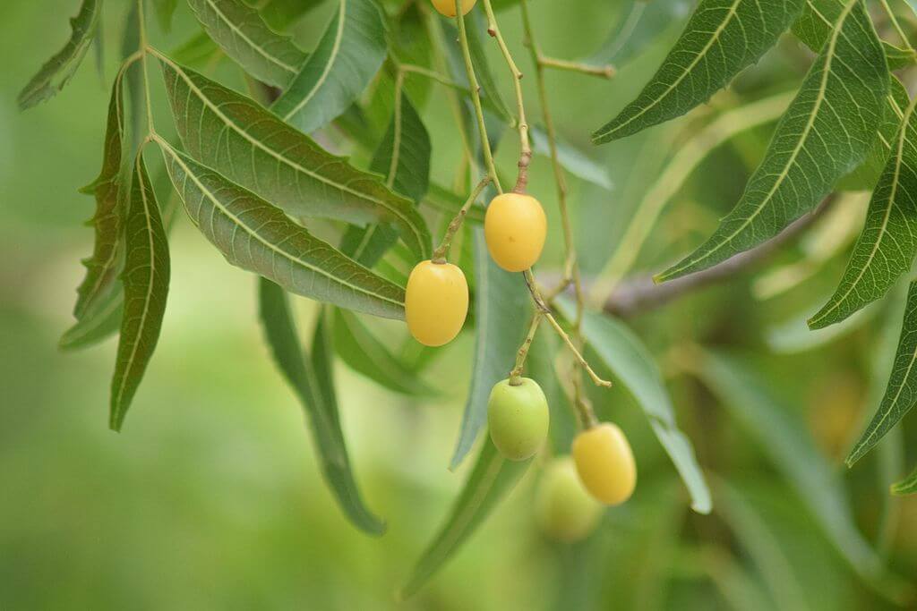 Neem tree and fruits