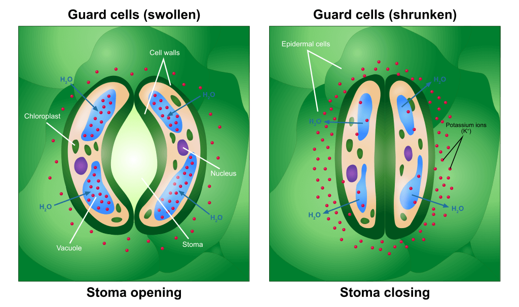 Opening and Closing of Stoma