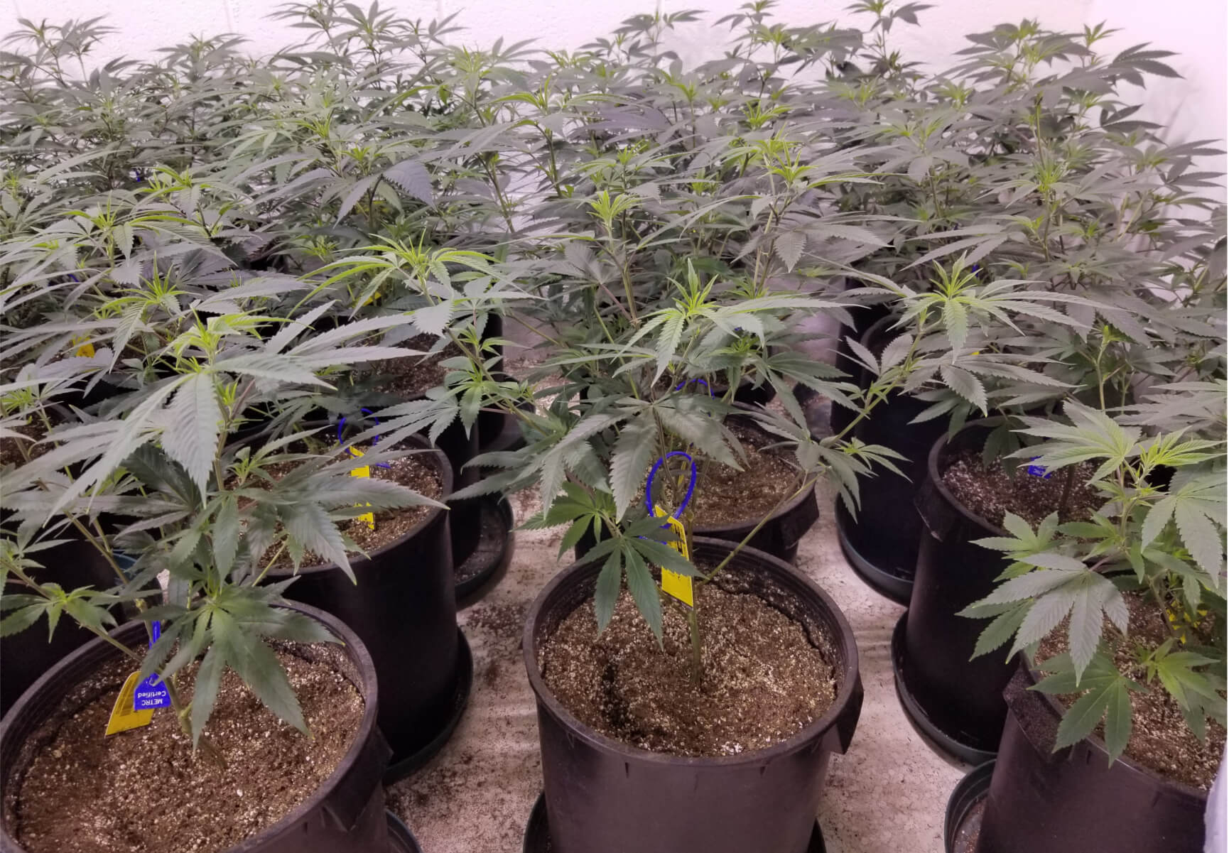 Cannabis Grown in Promix HP