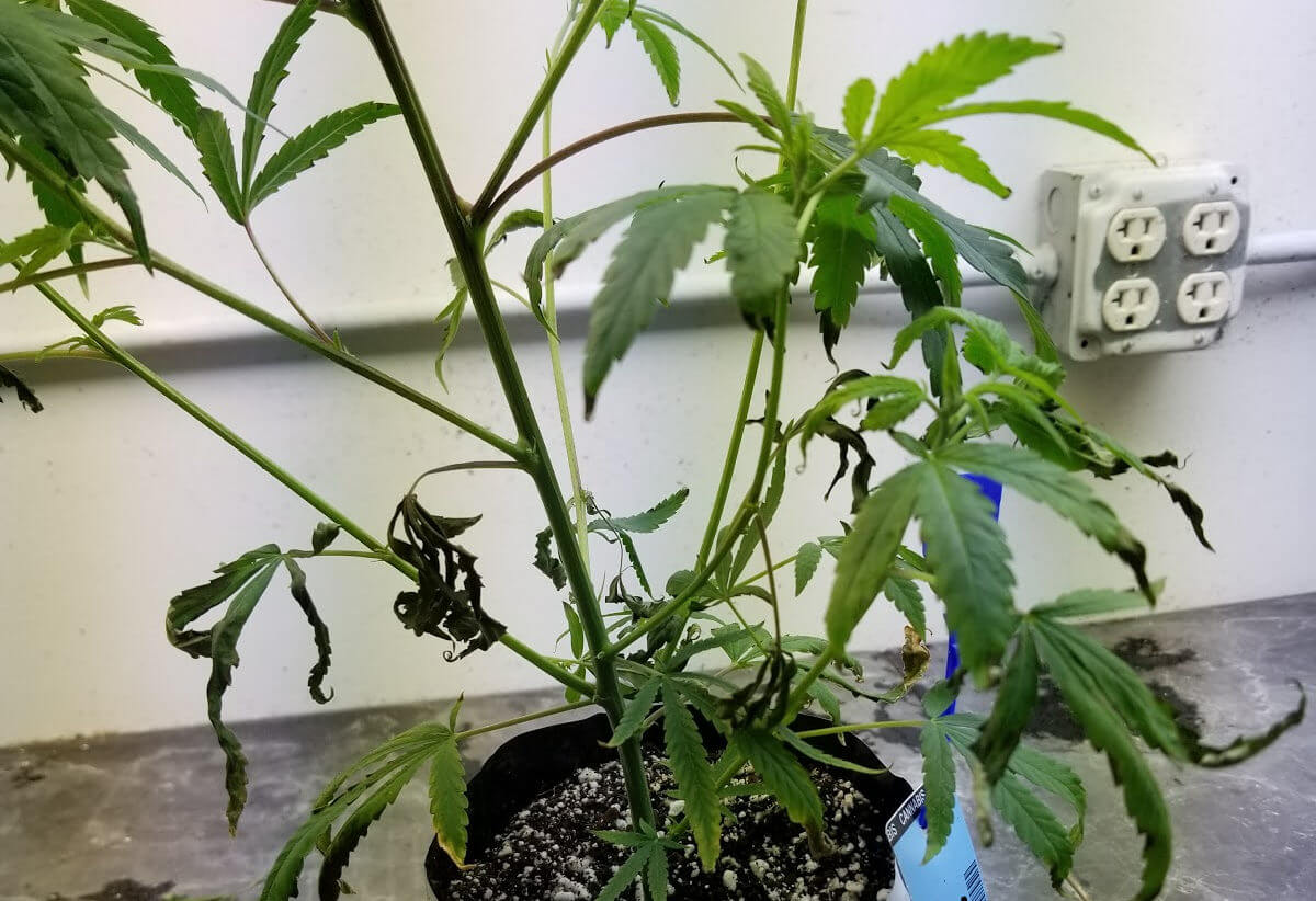 Pythium Root Rot Affecting Cannabis Plant