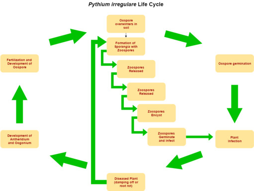 Pythium Life Cycle Graphic