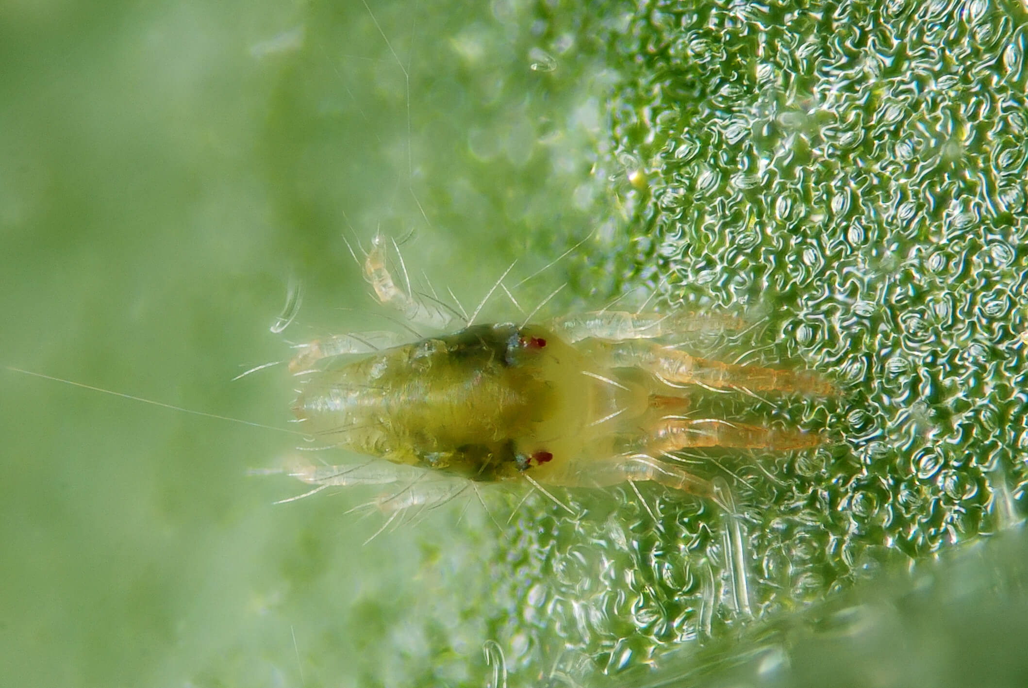Spider Mite Larva