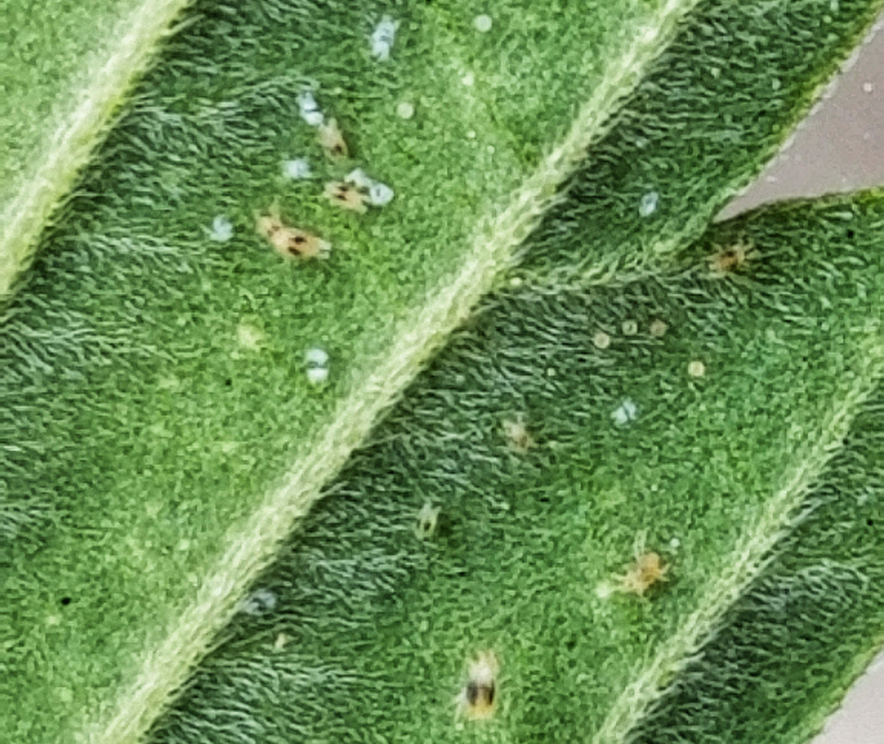 Spider Mites on Cannabis Leaf