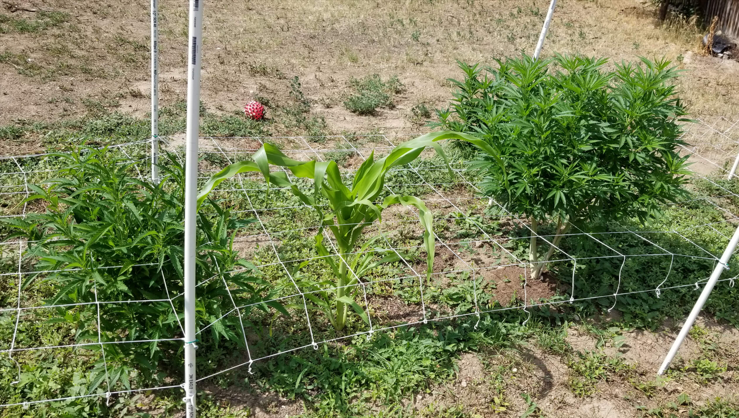 Cannabis Strawberry Cough Image 2