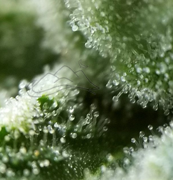 Strawnana Trichomes