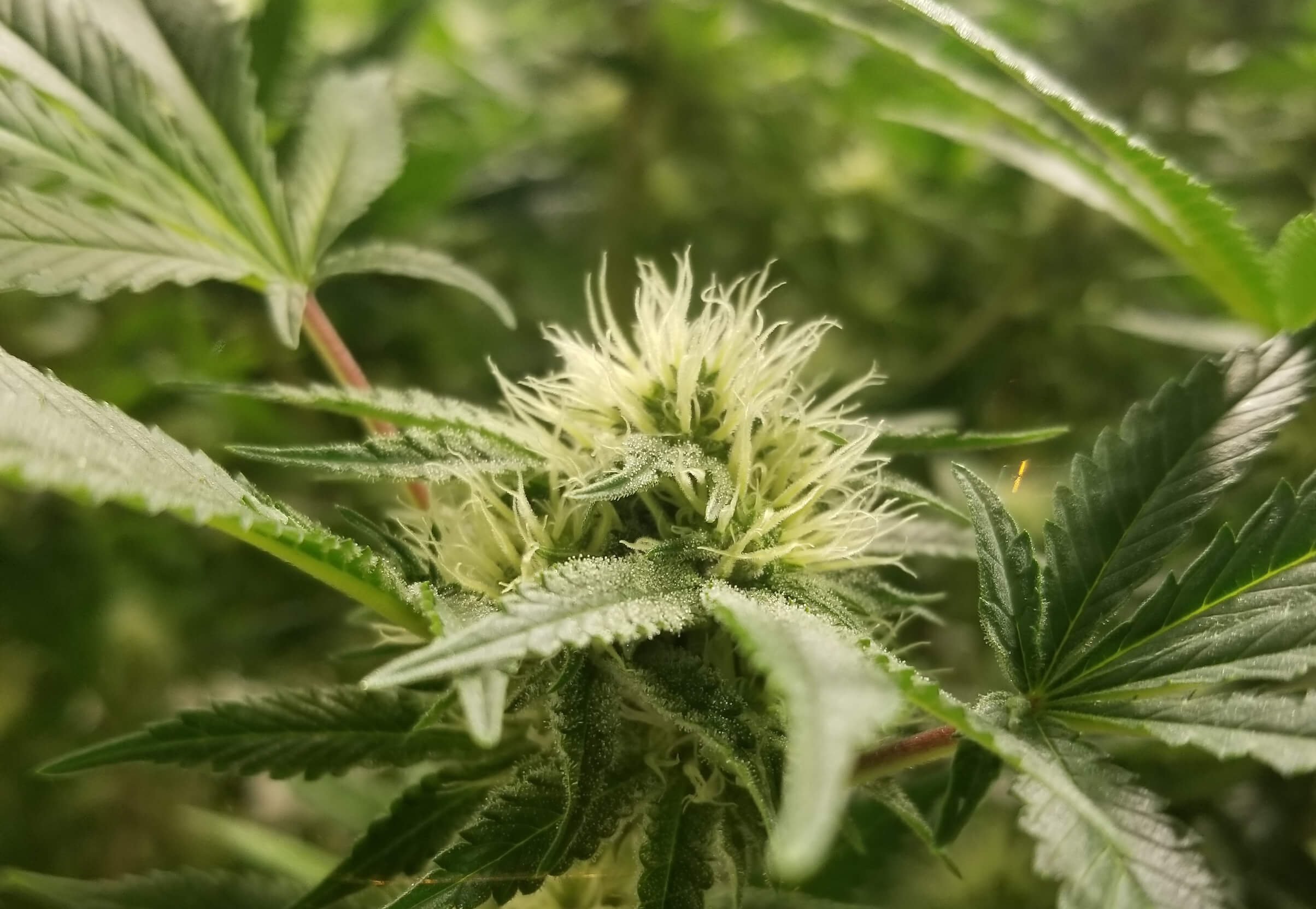 Cannabis Tang Kush Image 6