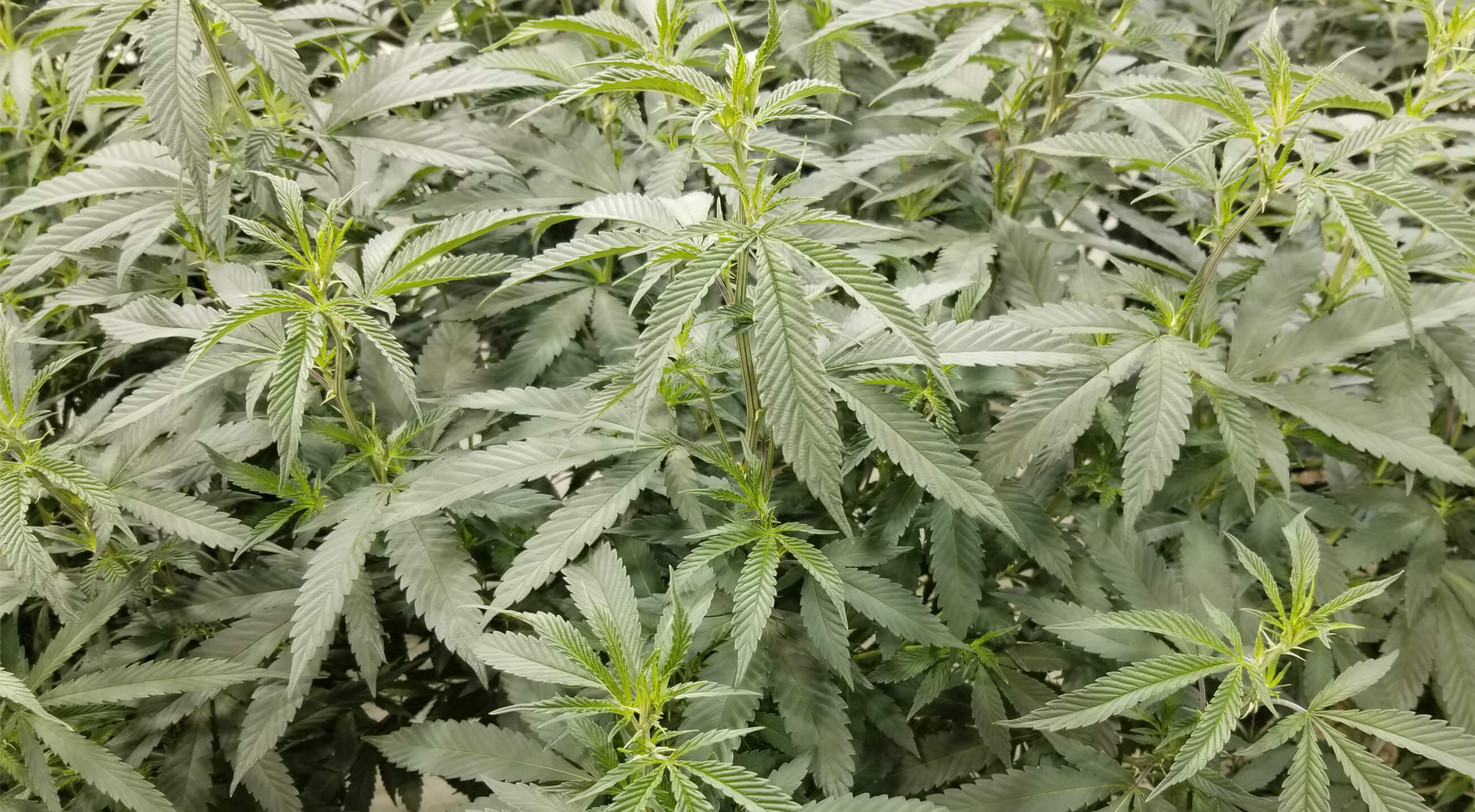 Cannabis Tang Kush Image 4