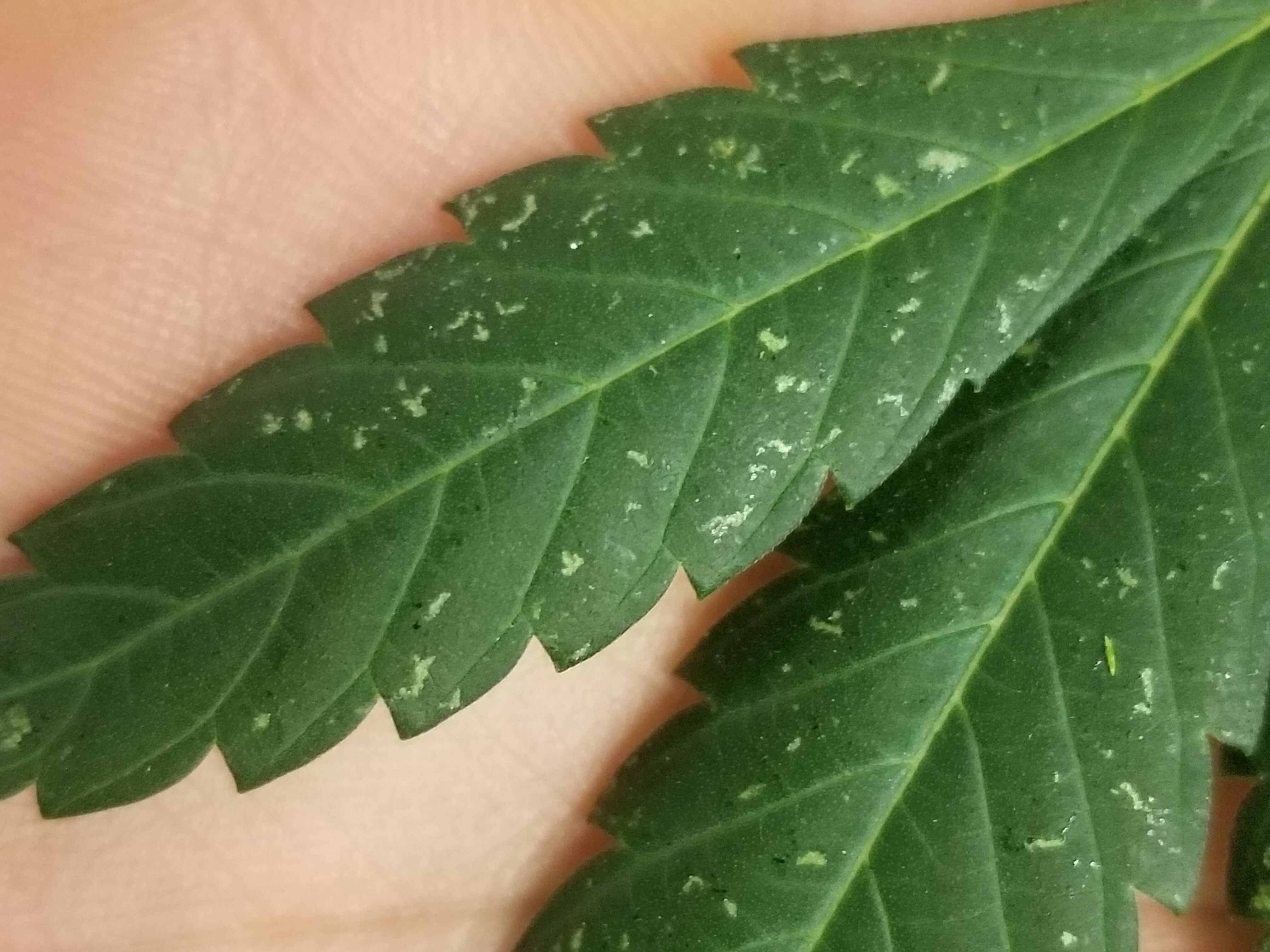 Western Flower Thrips Leaf Damage