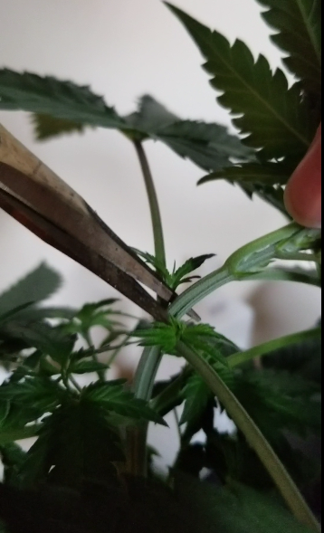 Topped Cannabis Plant 3