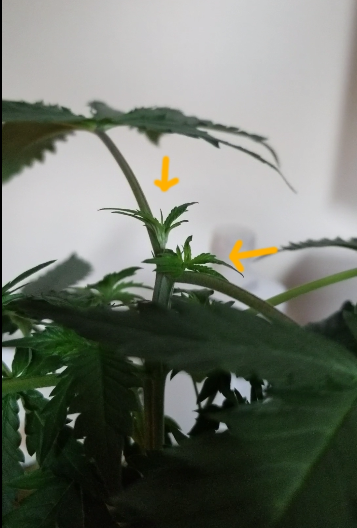Topped Cannabis Plant 4