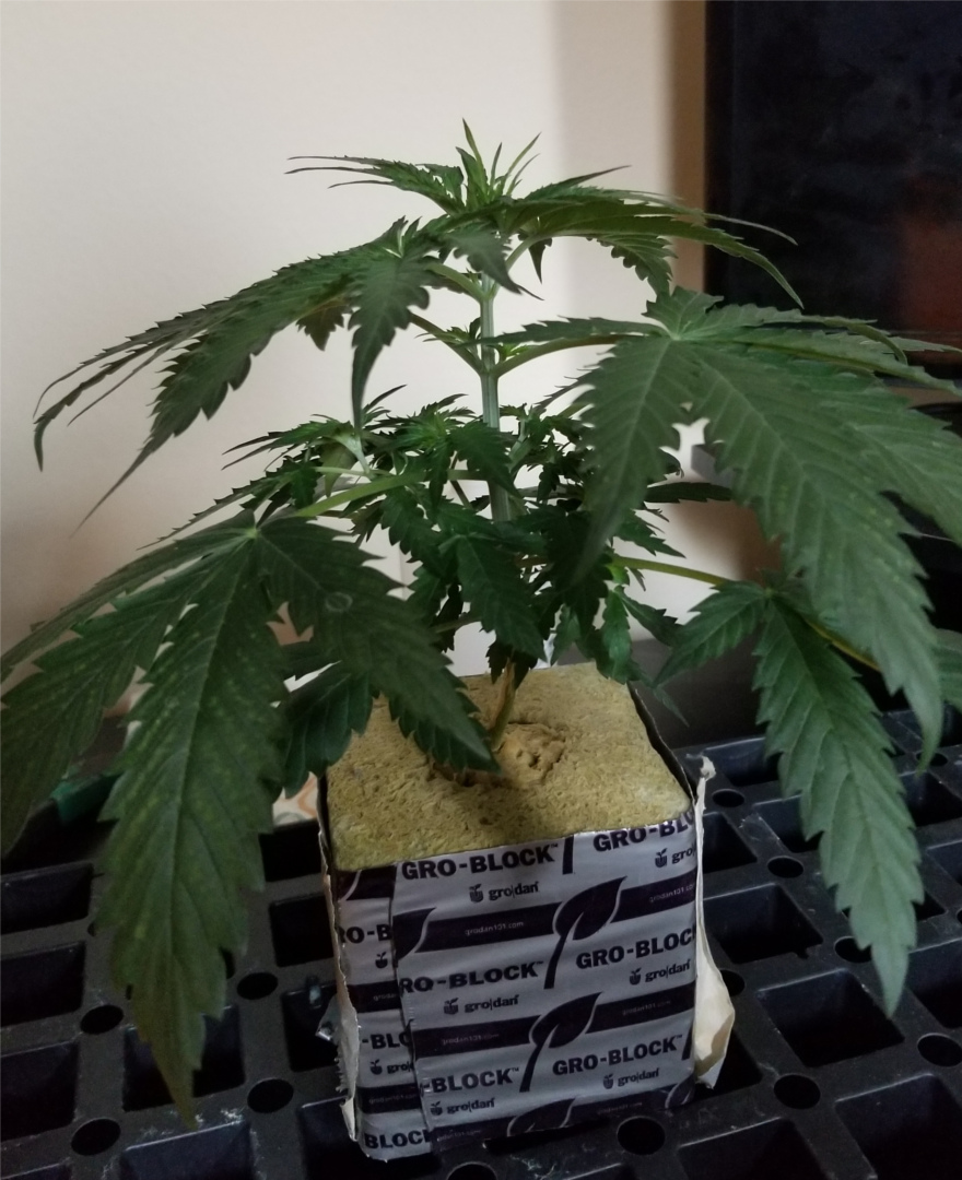 Topped Cannabis Plant 6