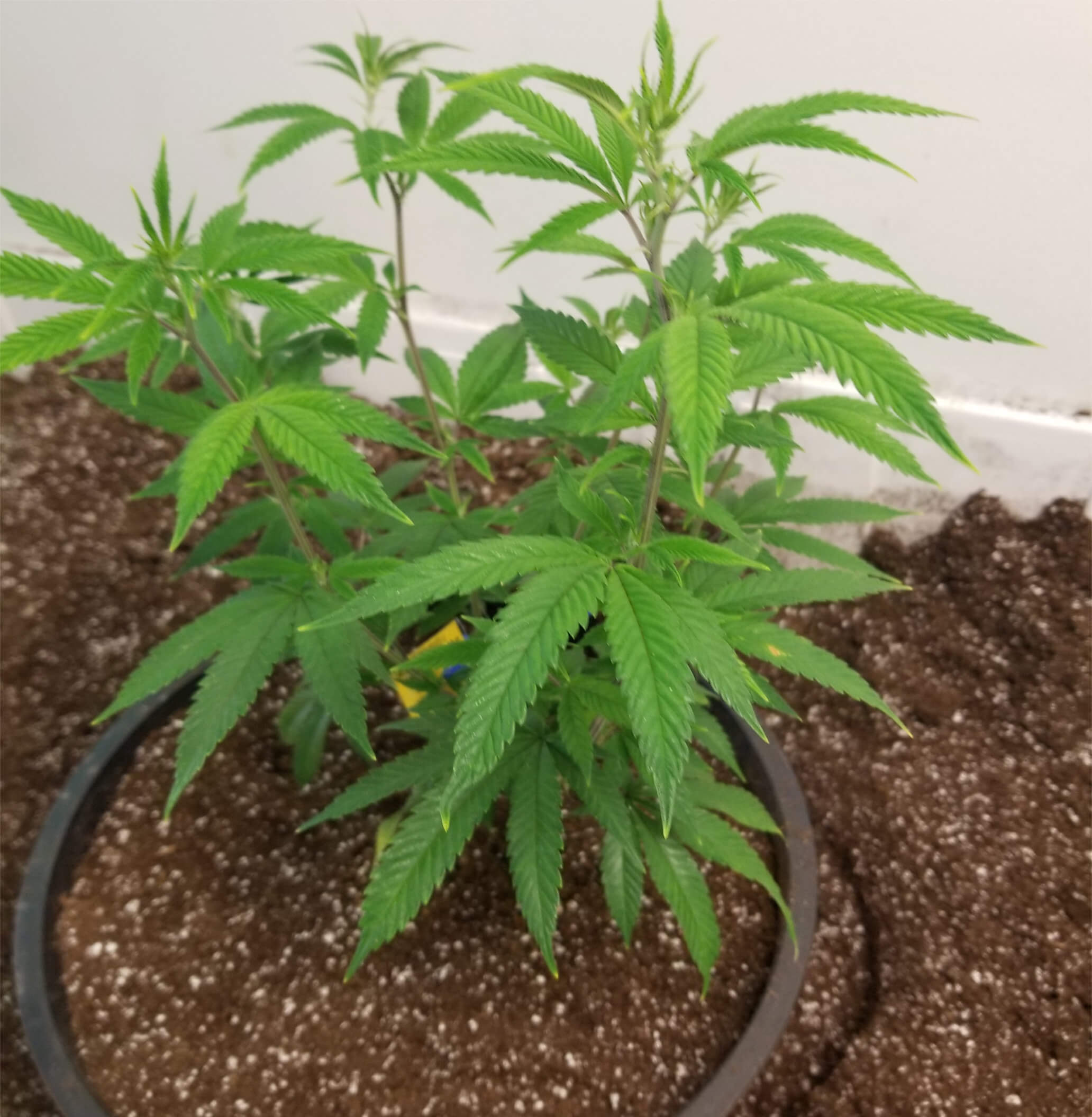 Cannabis Plant in Large Pot of Pro-mix