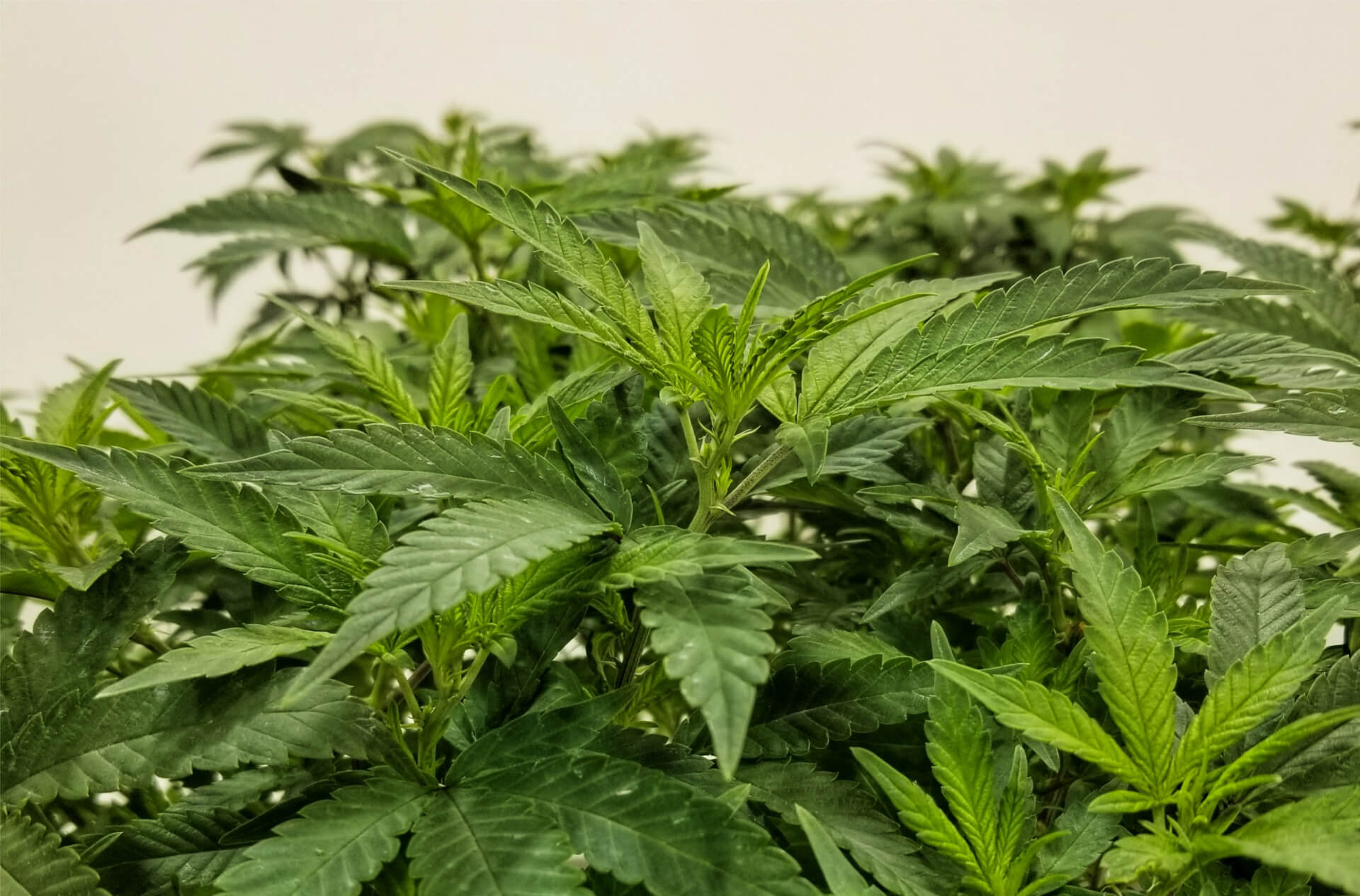 Turgor Pressure in Veg Cannabis