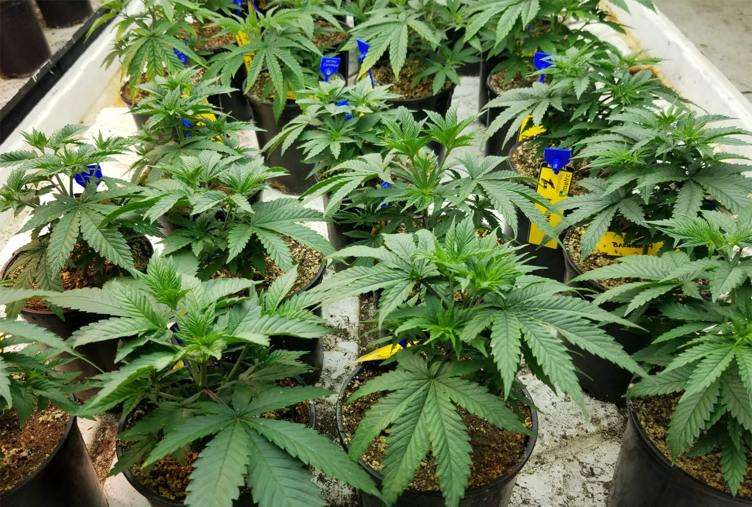 Cannabis Vegetative Growth